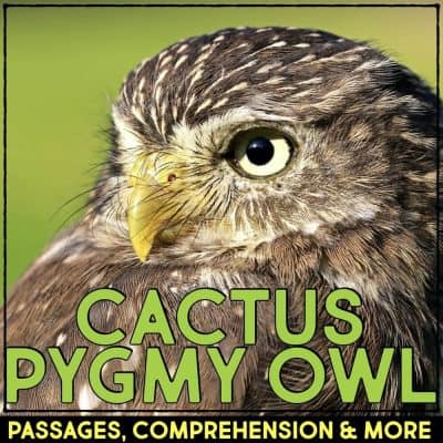cactus pygmy owl cover