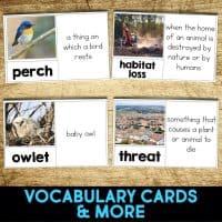 cactus pygmy owl vocabulary cards