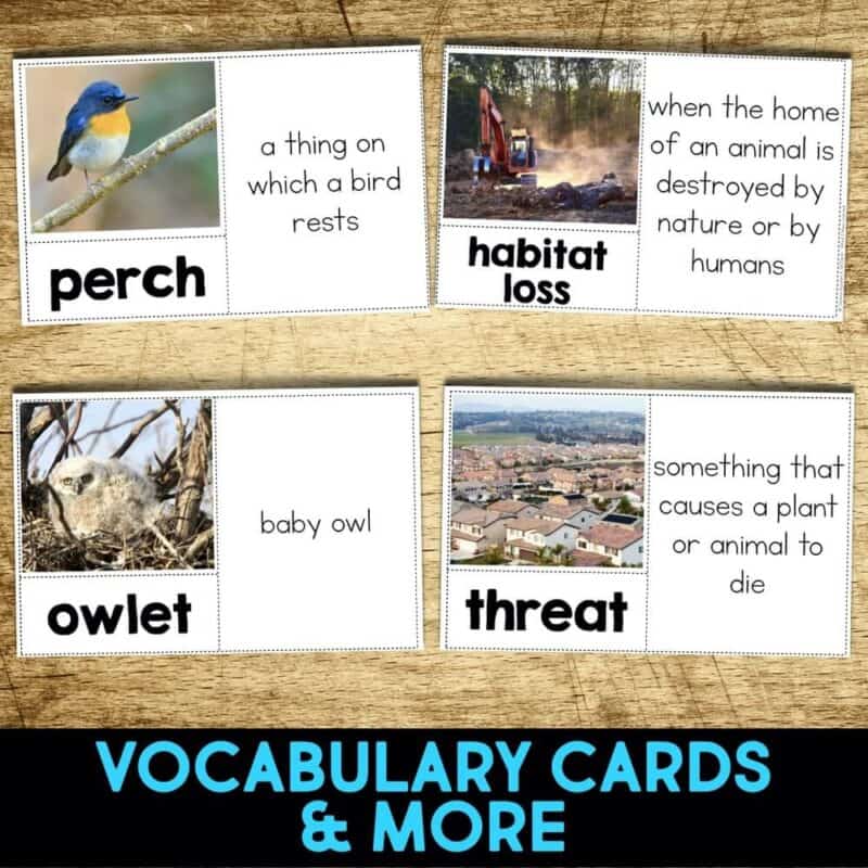 Cactus Pygmy Owl4 cactus pygmy owl vocabulary cards