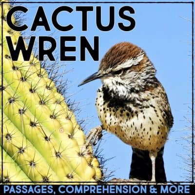 cactus wren cover