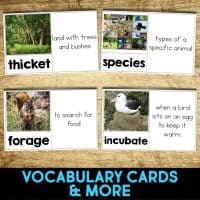 cactus wren vocabulary cards