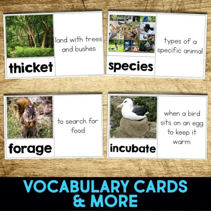 Cactus Wren4 cactus wren vocabulary cards