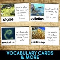 clownfish vocabulary cards
