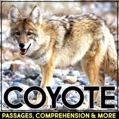 coyote cover