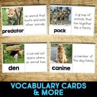 coyote vocabulary cards