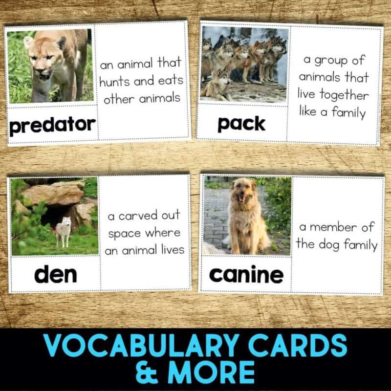 Coyote4 coyote vocabulary cards