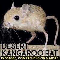 desert kangaroo rat cover