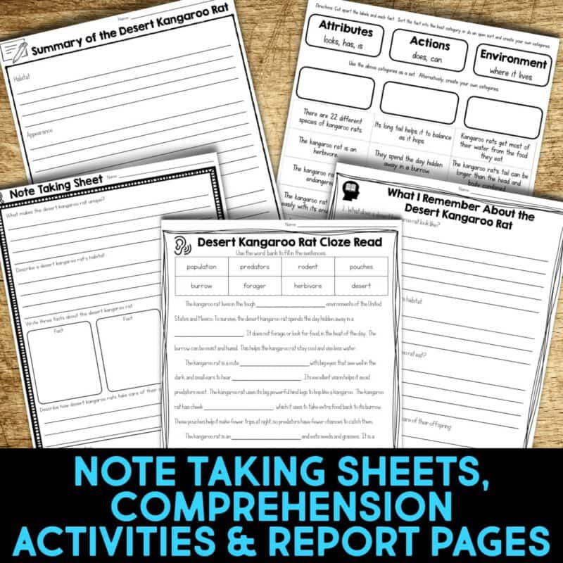Desert Kangaroo Rat3 desert kangaroo rat worksheets