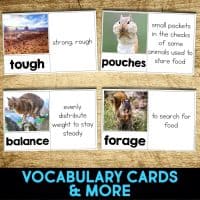 desert kangaroo rat vocabulary cards