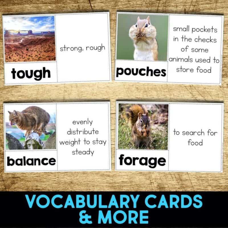 Desert Kangaroo Rat4 desert kangaroo rat vocabulary cards