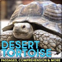 desert tortoise cover