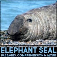 elephant seal cover