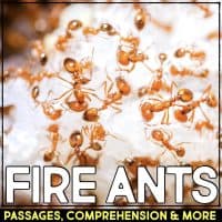 fire ants cover