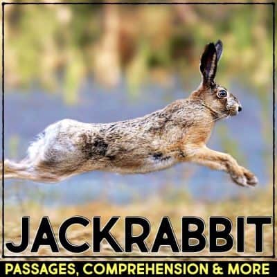 jackrabbit cover
