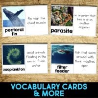 manta ray vocabulary.