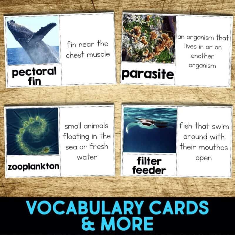 Manta Ray4-min manta ray vocabulary.