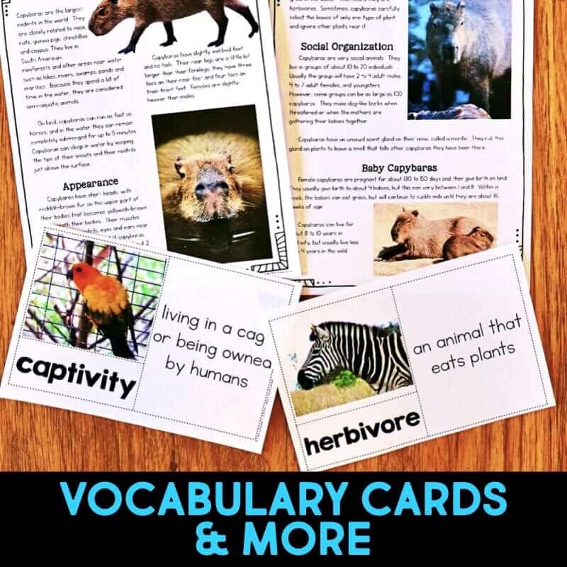 Rainforest IMAGES.011-min capybara vocabulary cards
