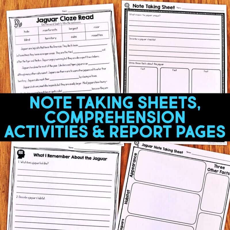Rainforest IMAGES.014-min jaguar worksheets