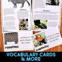 jaguar vocabulary cards