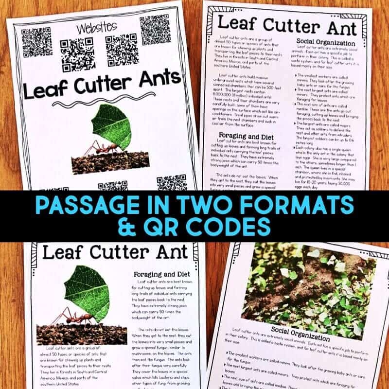 Rainforest IMAGES.018-min leaf cutter ant reading passages