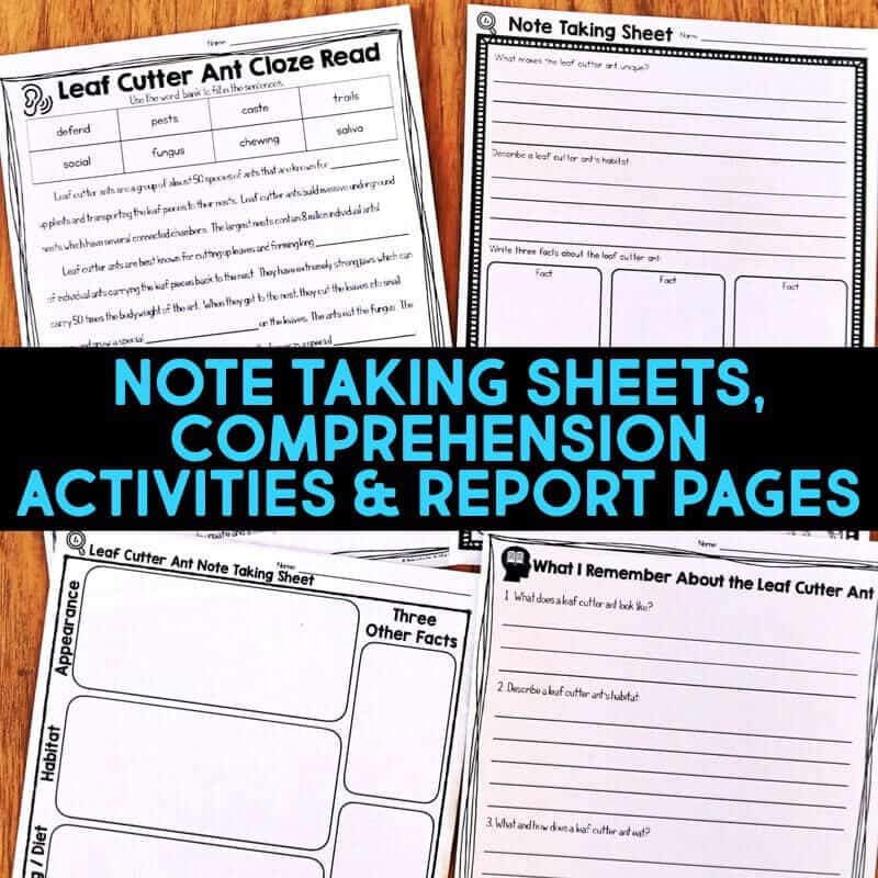 Rainforest IMAGES.019-min leaf cutter ant worksheets