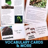 leaf cutter ant vocabulary cards