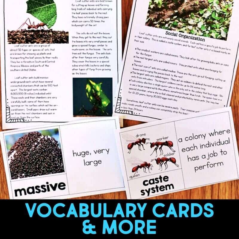 Rainforest IMAGES.020-min leaf cutter ant vocabulary cards