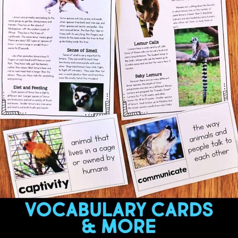 Rainforest IMAGES.026-min lemur vocabulary cards