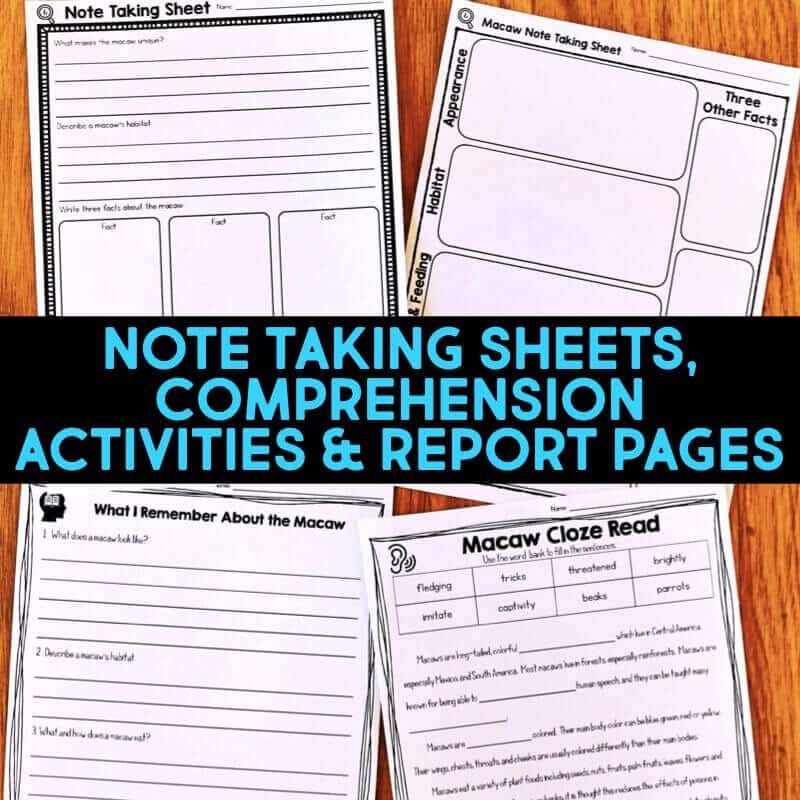 Rainforest IMAGES.030-min macaw worksheets
