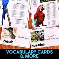 macaw vocabulary cards