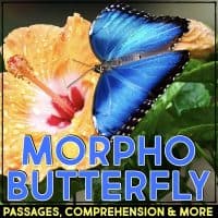 morpho butterfly cover