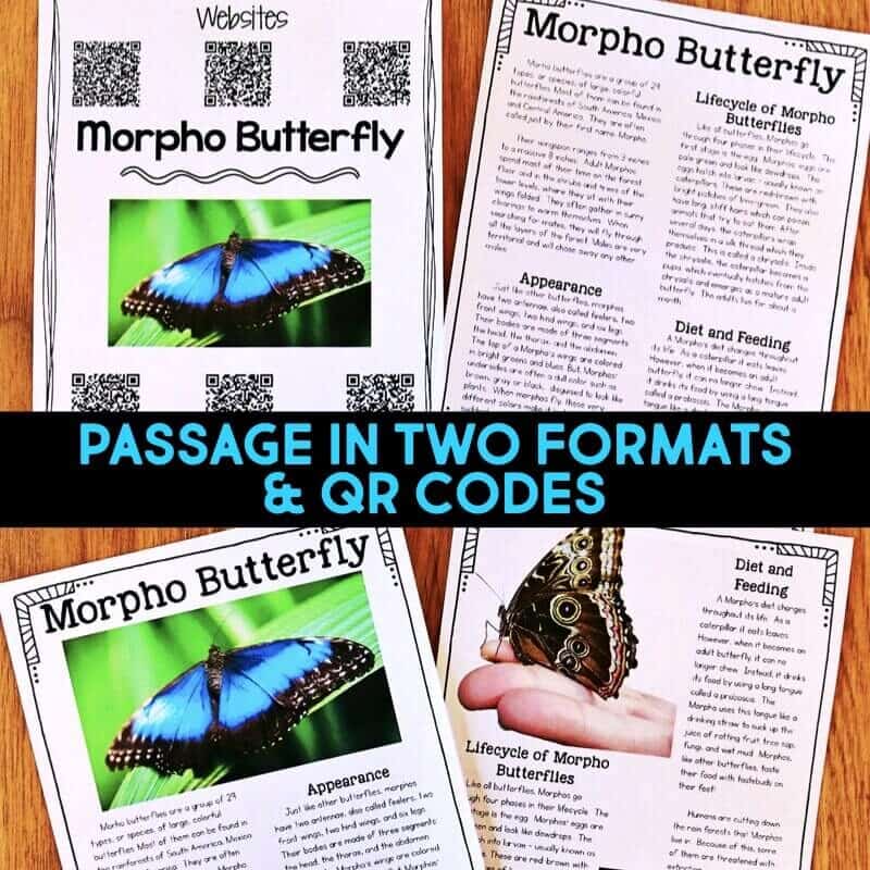 Rainforest IMAGES.034-min morpho butterfly reading passages