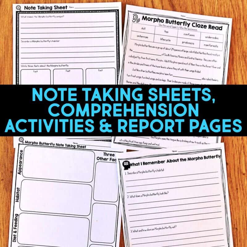 Rainforest IMAGES.035-min morpho butterfly worksheets