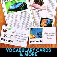 morpho butterfly vocabulary cards