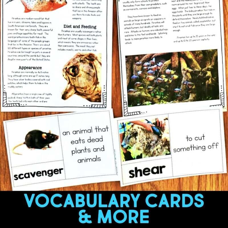 Rainforest IMAGES.040-min Piranha pages.