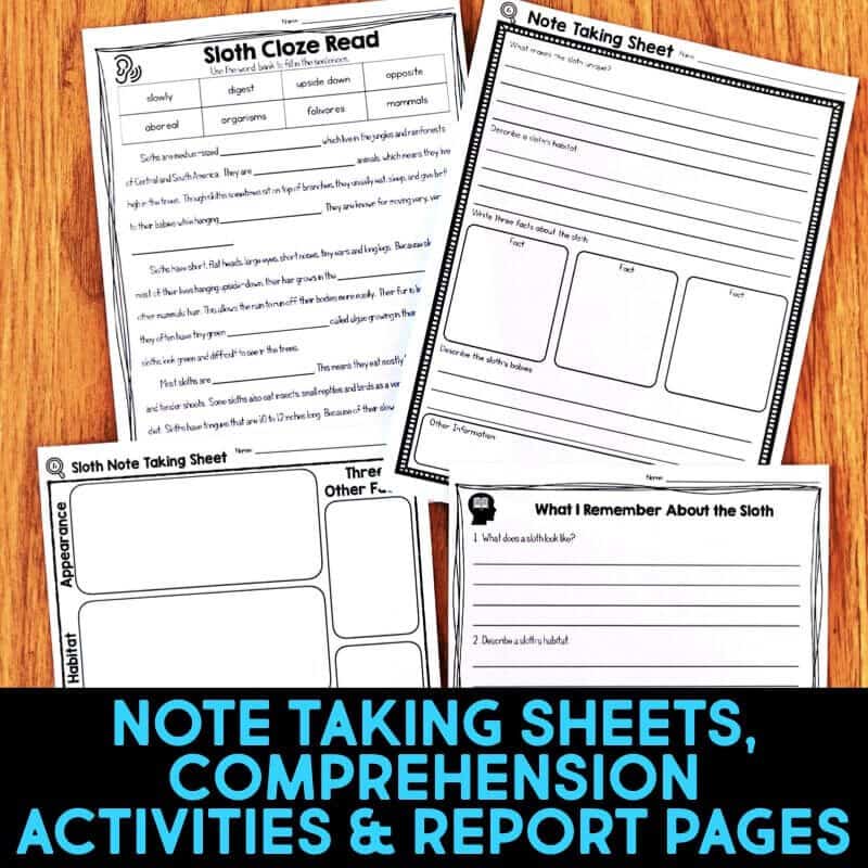 Rainforest IMAGES.054-min sloth pages.