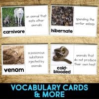 rattlesnake vocabulary cards
