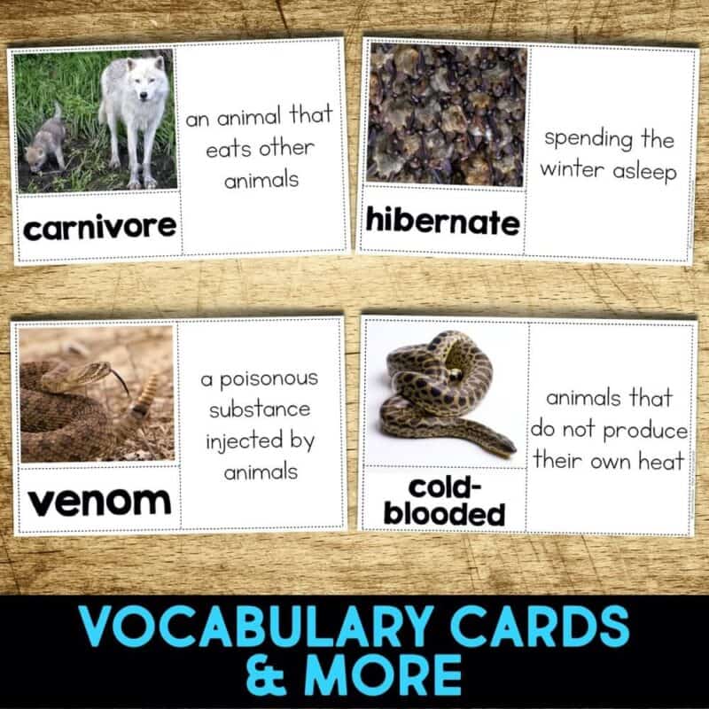 Rattlesnake4 rattlesnake vocabulary cards