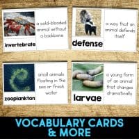 sea cucumber vocabulary.