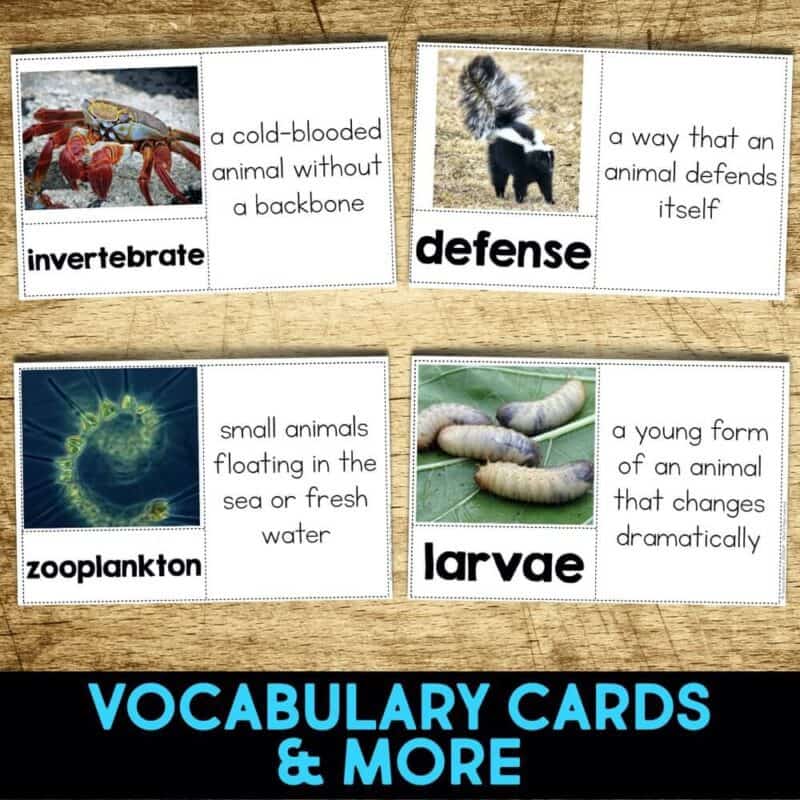 Sea Slug4-min sea slug vocabulary.