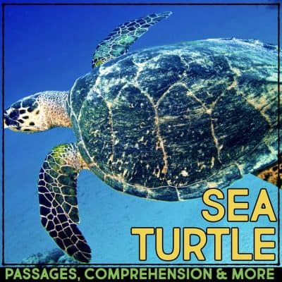 sea turtle cover.