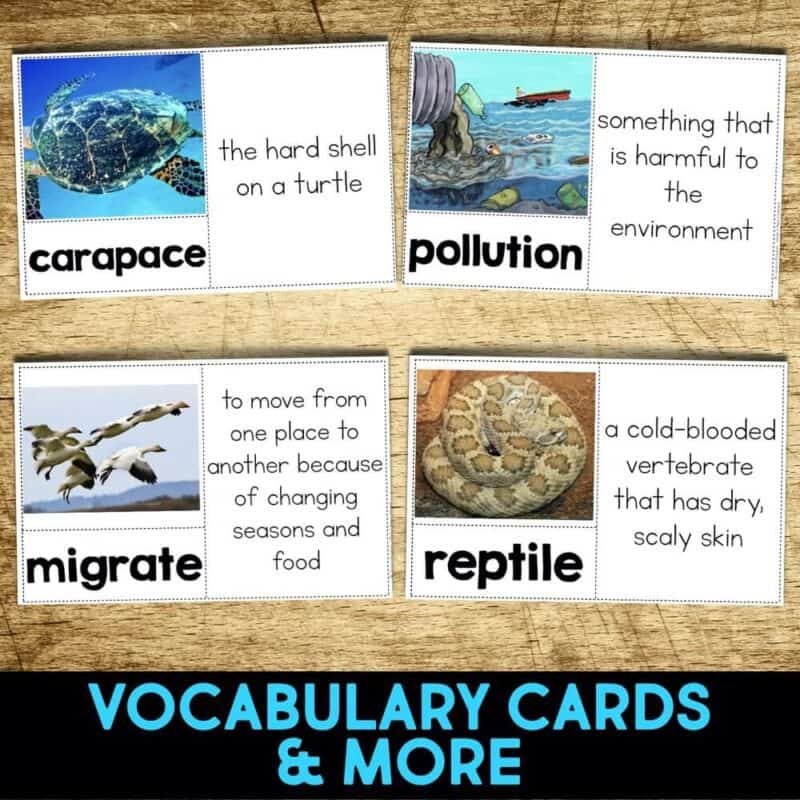 Sea Turtle4-min sea turtle vocabulary cards.