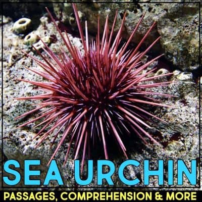 sea urchin cover.