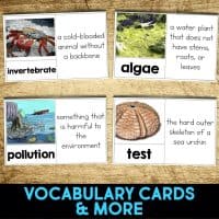 sea urchin vocabulary cards.