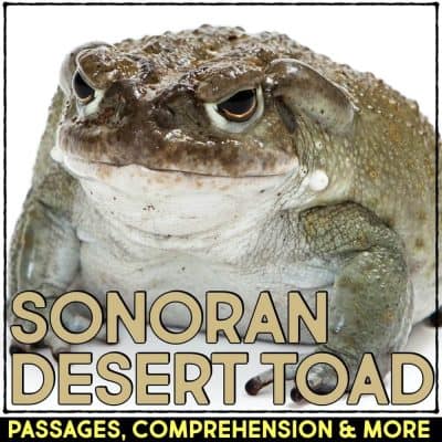 sonoran desert toad cover