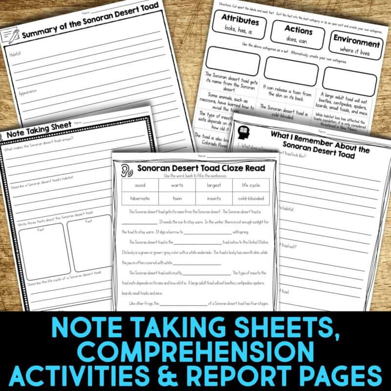 Sonoran Desert Toad3 sonoran desert toad worksheets