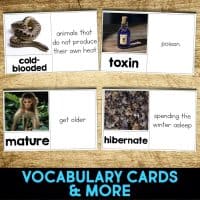 sonoran desert toad vocabulary cards