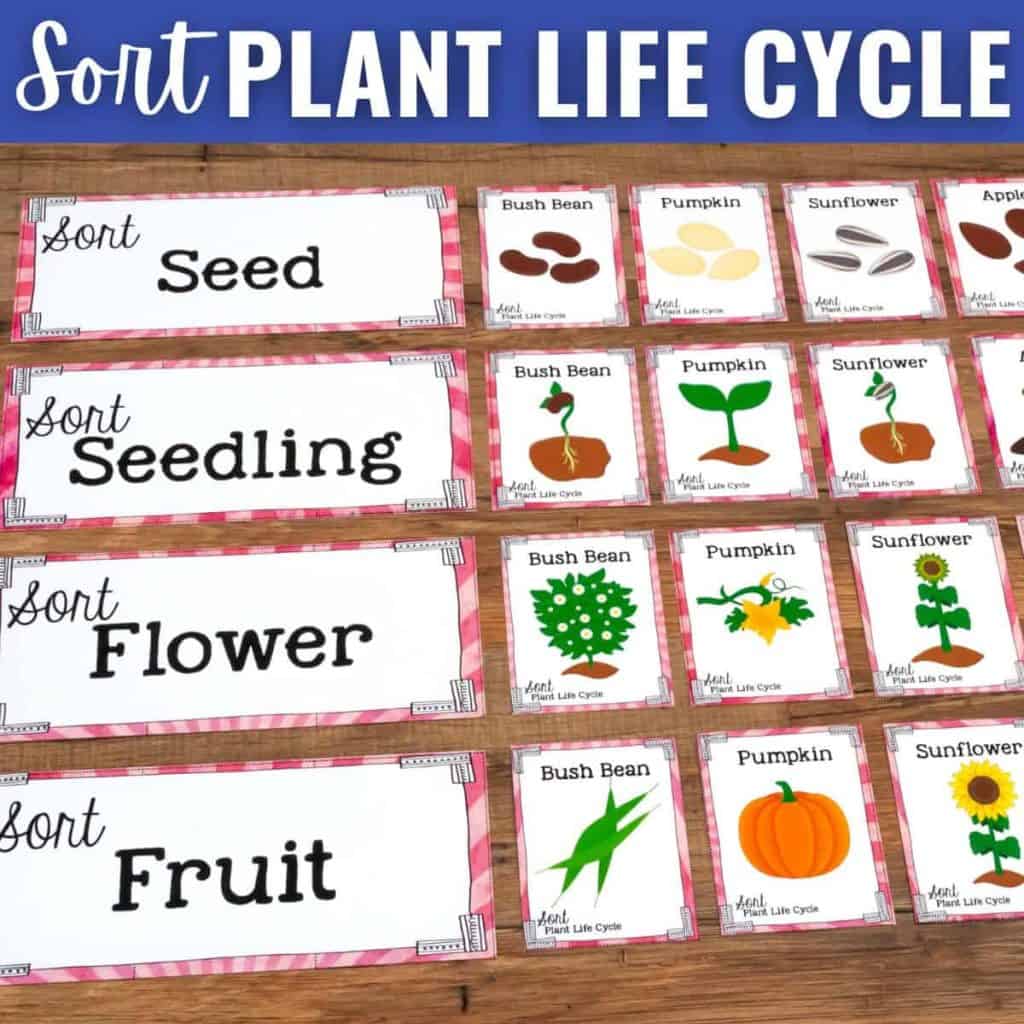 Four rows labeled Seed, Seedling, Flower, and Fruit display cards illustrating the Plant Life Cycle stages of bush beans, pumpkins, and sunflowers under each label. The heading reads &ldquo;Sort Plant Life Cycle.&rdquo;.