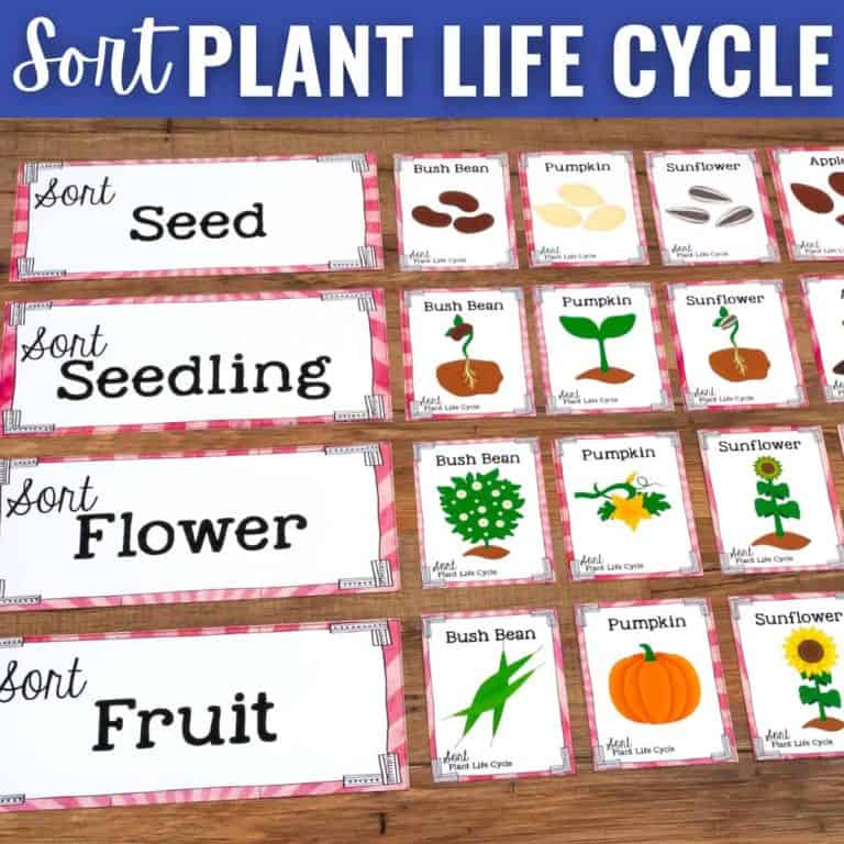 Four rows labeled Seed, Seedling, Flower, and Fruit display cards illustrating the Plant Life Cycle stages of bush beans, pumpkins, and sunflowers under each label. The heading reads “Sort Plant Life Cycle.”.