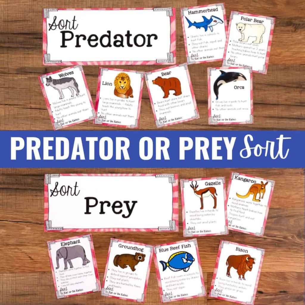 Image shows a classroom activity titled Predator or Prey Science Sort. Animal cards with facts and illustrations are grouped under Predator (top) and Prey (bottom) labels on a wooden background.